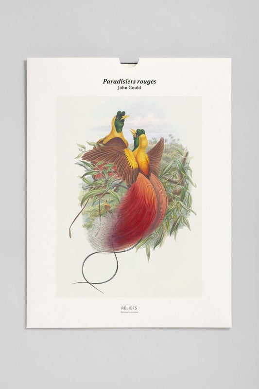 TIRAGE - PARADISIERS ROUGES - EDITION ILLUSTREE