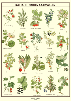 POSTER BAIES ET FRUITS SAUVAGES